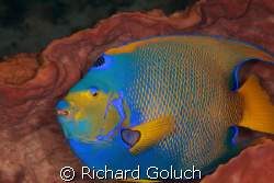 Queen Angel inside a barrel sponge-Cozumel-Canon 5D 100 m... by Richard Goluch 